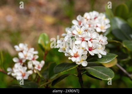 Rhaphiolepis umbellata fleurit au printemps. Fleurs blanches étonnantes avec des étamines jaunes et rouges colorées. Banque D'Images