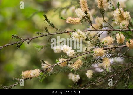 Melaleuca ericifolia (écorce de papier des marais) fleurit sur l'arbre au printemps Arboretum Park cultures du sud à Sirius (Adler) Sotchi. Arbre à écorce de papier (arbre à thé) f Banque D'Images