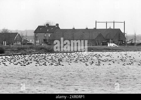 Oiseaux, Westbroekplas, 01-12-1993, Whizgle Dutch News : des images historiques sur mesure pour l'avenir. Explorez le passé néerlandais avec des perspectives modernes grâce à des images d'agences néerlandaises. Concilier les événements d'hier avec les perspectives de demain. Embarquez pour un voyage intemporel avec des histoires qui façonnent notre avenir. Banque D'Images