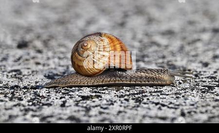 Escargot brun rampant sur une route goudronnée grise au format écran large Banque D'Images