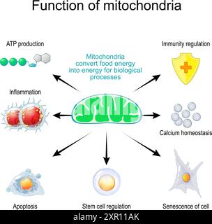 La fonction des mitochondries. Les mitochondries convertissent l'énergie alimentaire en énergie pour des processus biologiques comme l'inflammation, la production d'ATP, la régulation de l'immunité Illustration de Vecteur