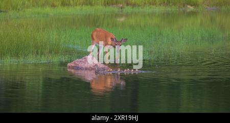 Yearling Buck, colverts et une tortue peinte un soir de juillet dans le nord du Wisconsin. Banque D'Images