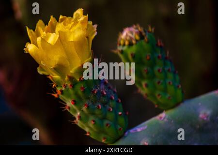 Cactus fleurissant dans la nature Banque D'Images