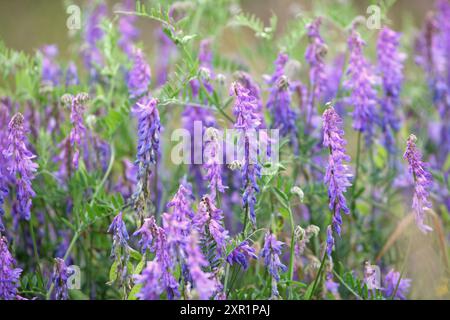Violet Vicia cracca, Vetch touffeté, en fleur. Banque D'Images
