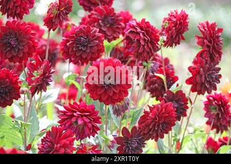 Dahlia décoratif rouge marron «Arabian Night» en fleur. Banque D'Images