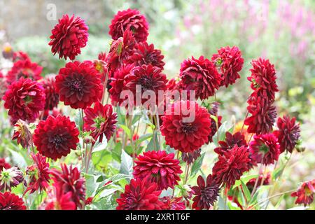 Dahlia décoratif rouge marron «Arabian Night» en fleur. Banque D'Images