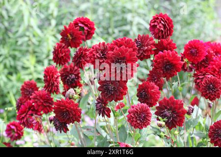 Dahlia décoratif rouge marron «Arabian Night» en fleur. Banque D'Images