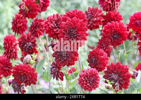 Dahlia décoratif rouge marron «Arabian Night» en fleur. Banque D'Images