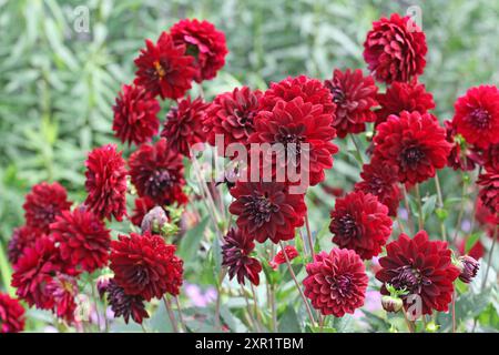 Dahlia décoratif rouge marron «Arabian Night» en fleur. Banque D'Images