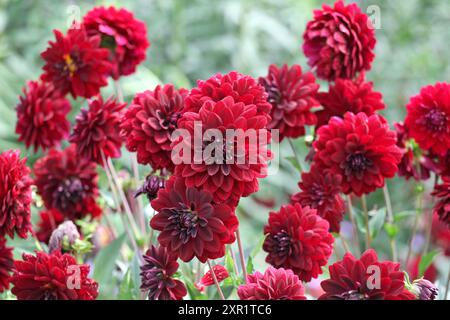 Dahlia décoratif rouge marron «Arabian Night» en fleur. Banque D'Images