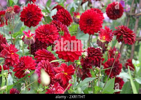 Dahlia décoratif rouge marron «Arabian Night» en fleur. Banque D'Images