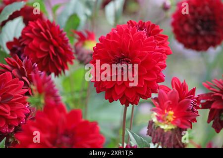 Dahlia décoratif rouge marron «Arabian Night» en fleur. Banque D'Images