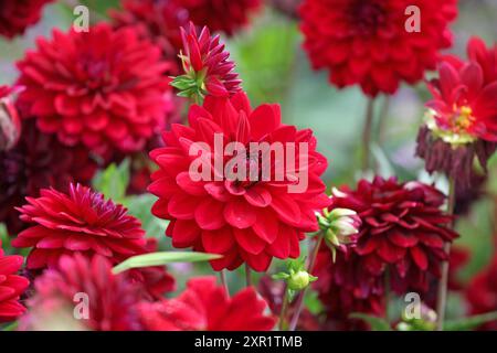 Dahlia décoratif rouge marron «Arabian Night» en fleur. Banque D'Images