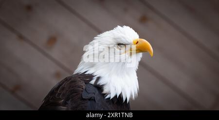 Gros plan portrait de l'aigle chauve captif Banque D'Images