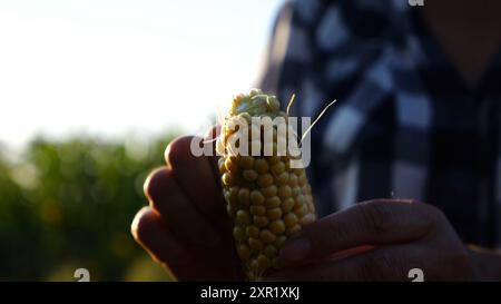 Gros plan sur les mains féminines d'un fermier pelant des épis de maïs mûrs à Green Meadow. Bras adultes de l'agronome examinant le maïs doux sur le champ de maïs au coucher du soleil Banque D'Images