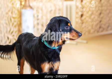 Un chien amical noir et brun portant un collier bleu élégant qui reflète sa personnalité ludique et son énergie vibrante Banque D'Images