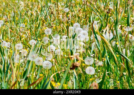 Gros plan montrant une masse de têtes de pissenlit (taraxacum officinale) poussant parmi les feuilles fanées de jonquilles dans un parc public. Banque D'Images