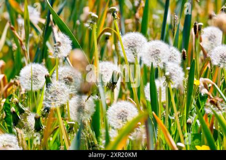 Gros plan montrant plusieurs têtes de pissenlit (taraxacum officinale) rétroéclairées poussant parmi les feuilles fanées de jonquilles dans un parc public. Banque D'Images