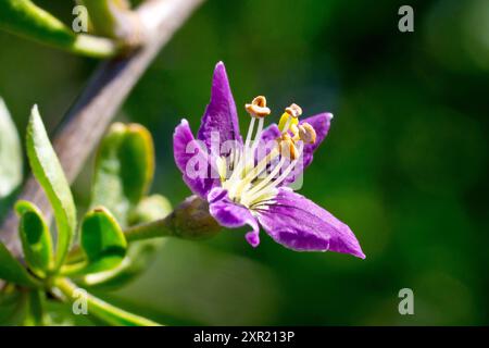 Duke of Argyll's Tea Plant (lycium chinense, lycium barbarum), gros plan d'une seule fleur violette de l'arbuste rare isolé du fond. Banque D'Images