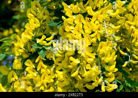 Laburnum (laburnum anagyroides), gros plan montrant les fleurs jaune vif qui recouvrent l'arbre communément planté au printemps. Banque D'Images