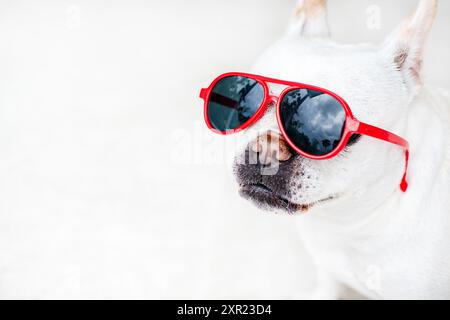 Bouledogue français blanc mignon dans des lunettes de soleil rouges. Chien drôle portant des lunettes de soleil. Photo de haute qualité. Concept de soins pour animaux de compagnie Banque D'Images