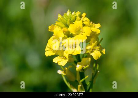 Rocketcress jaune ou Wintercress (Barbarea vulgaris), gros plan montrant la tête compacte des fleurs jaunes produites par la plante au printemps. Banque D'Images