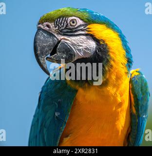 Portrait d'un Macaw bleu et jaune (Ara ararauna) Banque D'Images