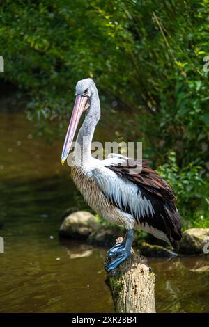 Pélican australien perché (Pelecanus conspicillatus) Banque D'Images