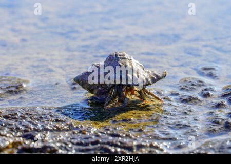 Prise de vue en début d'après-midi d'un crabe ermite sur la plage Banque D'Images