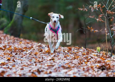 Weißer Hund im Laubwald 2 Banque D'Images