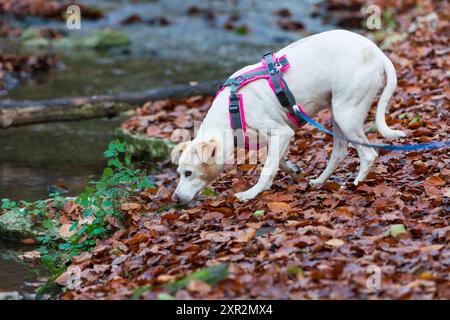 Weißer Hund im Laubwald 1 Banque D'Images