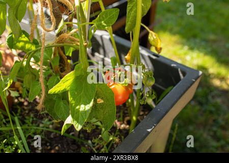 Tomates poussant dans le jardin de lit surélevé. Photo de haute qualité Banque D'Images