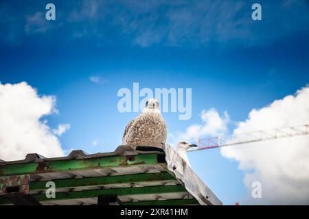 Photo d'une jeune goéland hareng debout à Riga, lettonie. Le goéland hareng européen (Larus argentatus) est un goéland de grande taille, mesurant jusqu'à 66 cm de long. L'un des b Banque D'Images