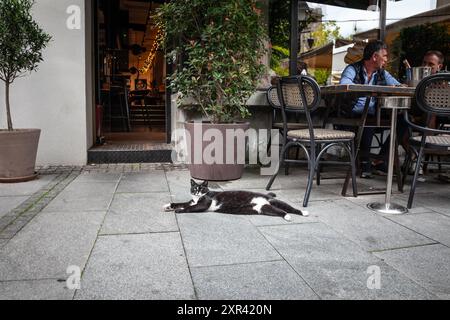 Sur cette photo, un chat errant noir et blanc est vu se prélasser devant un restaurant à Belgrade, en Serbie. L'image capture une tranche de la vie urbaine, sh Banque D'Images