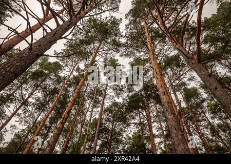 Cette image montre les grands pins dans une forêt située en Lettonie, reflétant la beauté naturelle typique de la région Baltique. La forêt dense Banque D'Images