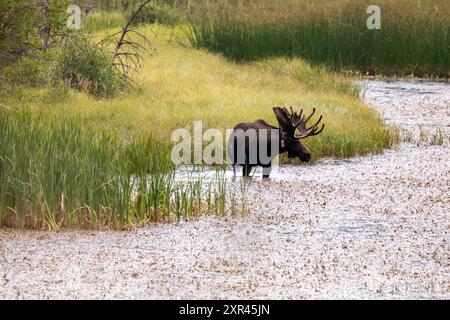 Bull Moose debout dans l'eau dans le parc national des montagnes Rocheuses Banque D'Images