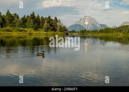 Oxbow Bend dans le parc national de Grand Teton au coucher du soleil avec des canards au premier plan Banque D'Images