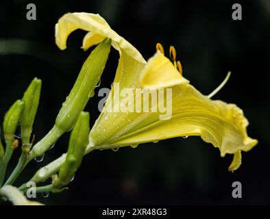 Lys de jour jaune rayonnant en pleine floraison, capturant l'essence vibrante de l'été avec sa couleur frappante et sa forme élégante. Banque D'Images