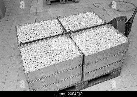 Fabrication d'œufs de Pâques, Union Chocolate Factory, 15-02-1983, Whizgle Dutch News : images historiques sur mesure pour l'avenir. Explorez le passé néerlandais avec des perspectives modernes grâce à des images d'agences néerlandaises. Concilier les événements d'hier avec les perspectives de demain. Embarquez pour un voyage intemporel avec des histoires qui façonnent notre avenir. Banque D'Images