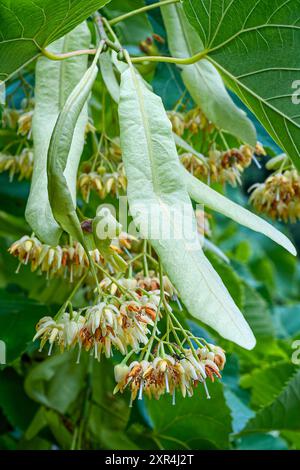 Chaux à grandes feuilles (Tilia platyphyllos), Malvaceae. Arbre à feuilles caduques, plante ornementale, fleur jaune. Banque D'Images