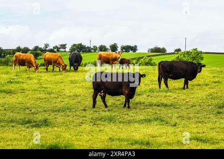 Vaches et fermes dans le Yorkshire Dales National Park, North Yorkshire, Angleterre Banque D'Images