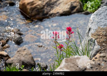 Gros plan de fleurs roses de pinceau magenta avec l'eau de Dead Horse Creek en arrière-plan, Paradise Area dans le parc national du Mont Rainier, outd Banque D'Images