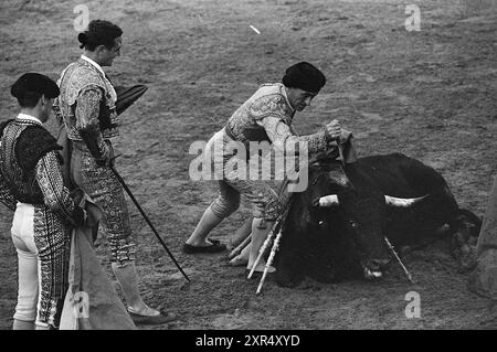 Tauromachie, Whizgle Dutch News : des images historiques sur mesure pour l'avenir. Explorez le passé néerlandais avec des perspectives modernes grâce à des images d'agences néerlandaises. Concilier les événements d'hier avec les perspectives de demain. Embarquez pour un voyage intemporel avec des histoires qui façonnent notre avenir. Banque D'Images