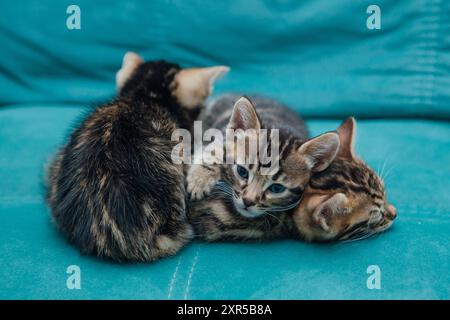 Trois chatons bengal mignons d'un mois assis sur le canapé dans la maison Banque D'Images