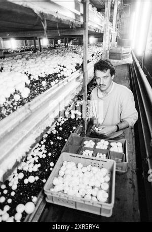 Stagiaire hongrois, Vijfhuizen, Vijfhuizen, 26-03-1991, Whizgle Dutch News : images historiques sur mesure pour l'avenir. Explorez le passé néerlandais avec des perspectives modernes grâce à des images d'agences néerlandaises. Concilier les événements d'hier avec les perspectives de demain. Embarquez pour un voyage intemporel avec des histoires qui façonnent notre avenir. Banque D'Images