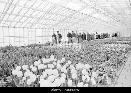 Ouverture de Keukenhof, domaine de la Fondation Keukenhof à lisse, 01-04-1971, Whizgle Dutch News : des images historiques sur mesure pour l'avenir. Explorez le passé néerlandais avec des perspectives modernes grâce à des images d'agences néerlandaises. Concilier les événements d'hier avec les perspectives de demain. Embarquez pour un voyage intemporel avec des histoires qui façonnent notre avenir. Banque D'Images