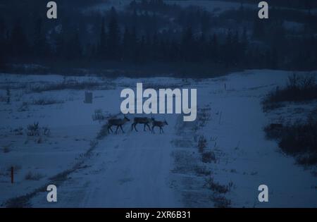 Trois caribous marchant à travers une route avec une couche de neige par un sombre après-midi d’hiver près de Delta Junction, en Alaska. Banque D'Images