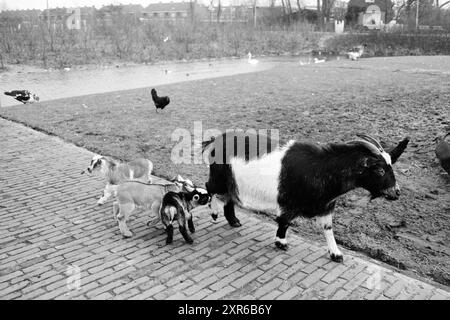 Jeunes chèvres dans une ferme animale à Beverwijk, Dieren, 20-01-1975, Whizgle Dutch News : images historiques sur mesure pour l'avenir. Explorez le passé néerlandais avec des perspectives modernes grâce à des images d'agences néerlandaises. Concilier les événements d'hier avec les perspectives de demain. Embarquez pour un voyage intemporel avec des histoires qui façonnent notre avenir. Banque D'Images