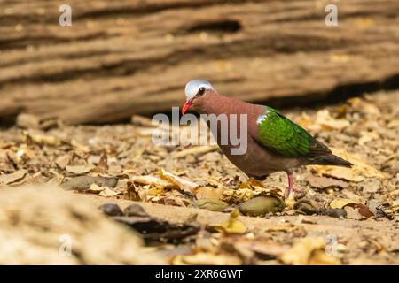 La colombe d'émeraude commune (Chalcopaps indica) est une colombe de petite à moyenne taille avec des ailes vert émeraude frappantes, un corps marron. Banque D'Images