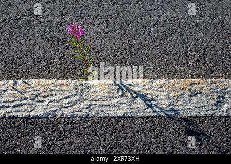 Rosebay Willowherb, Fireweed, Chamaenerion angustifolium poussant en milieu urbain Banque D'Images